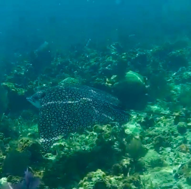 Spotted eagle ray swims over a coral reef in blue water.