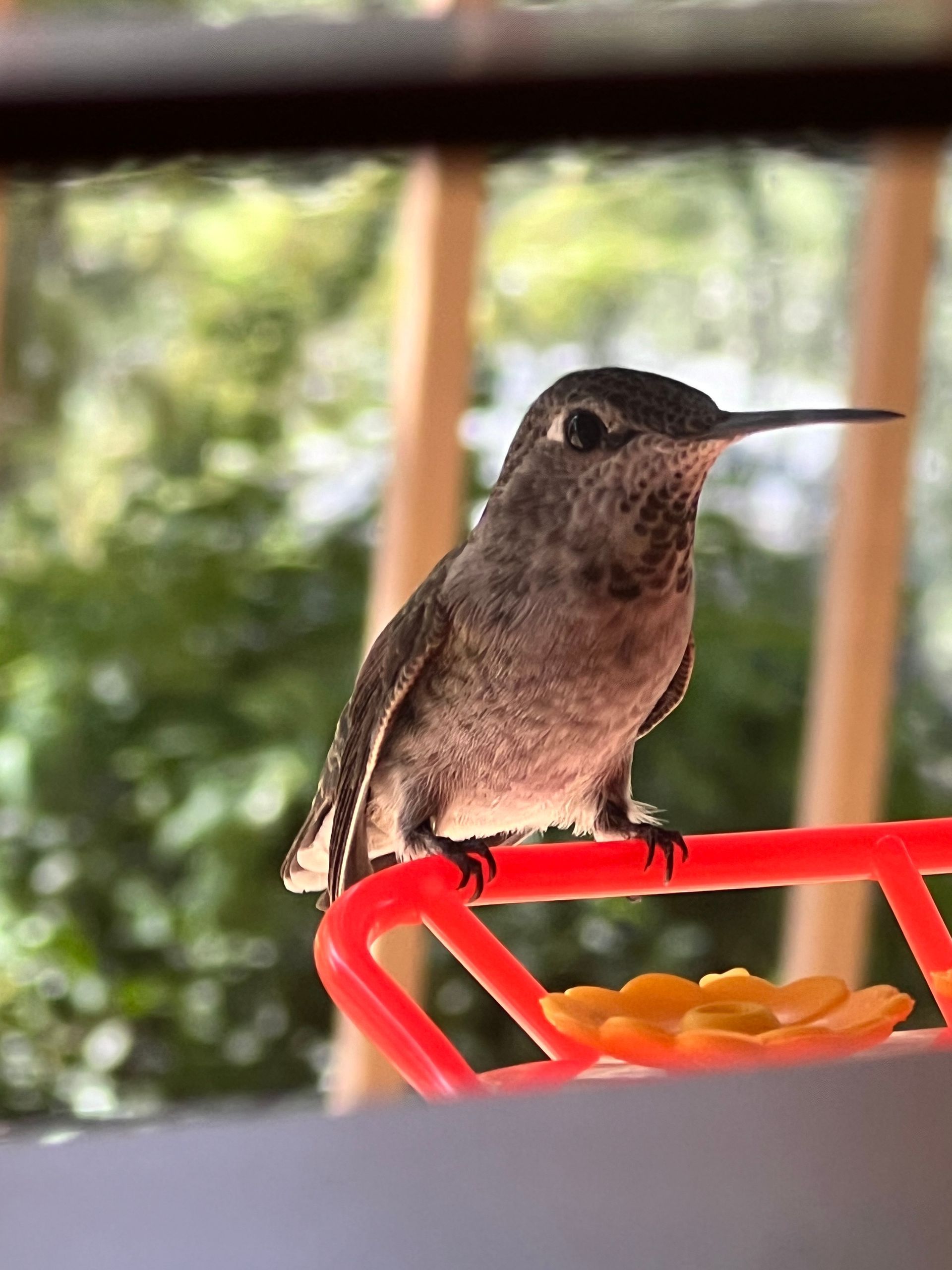 Hummingbird perched on a red feeder, looking forward with green foliage in the background.