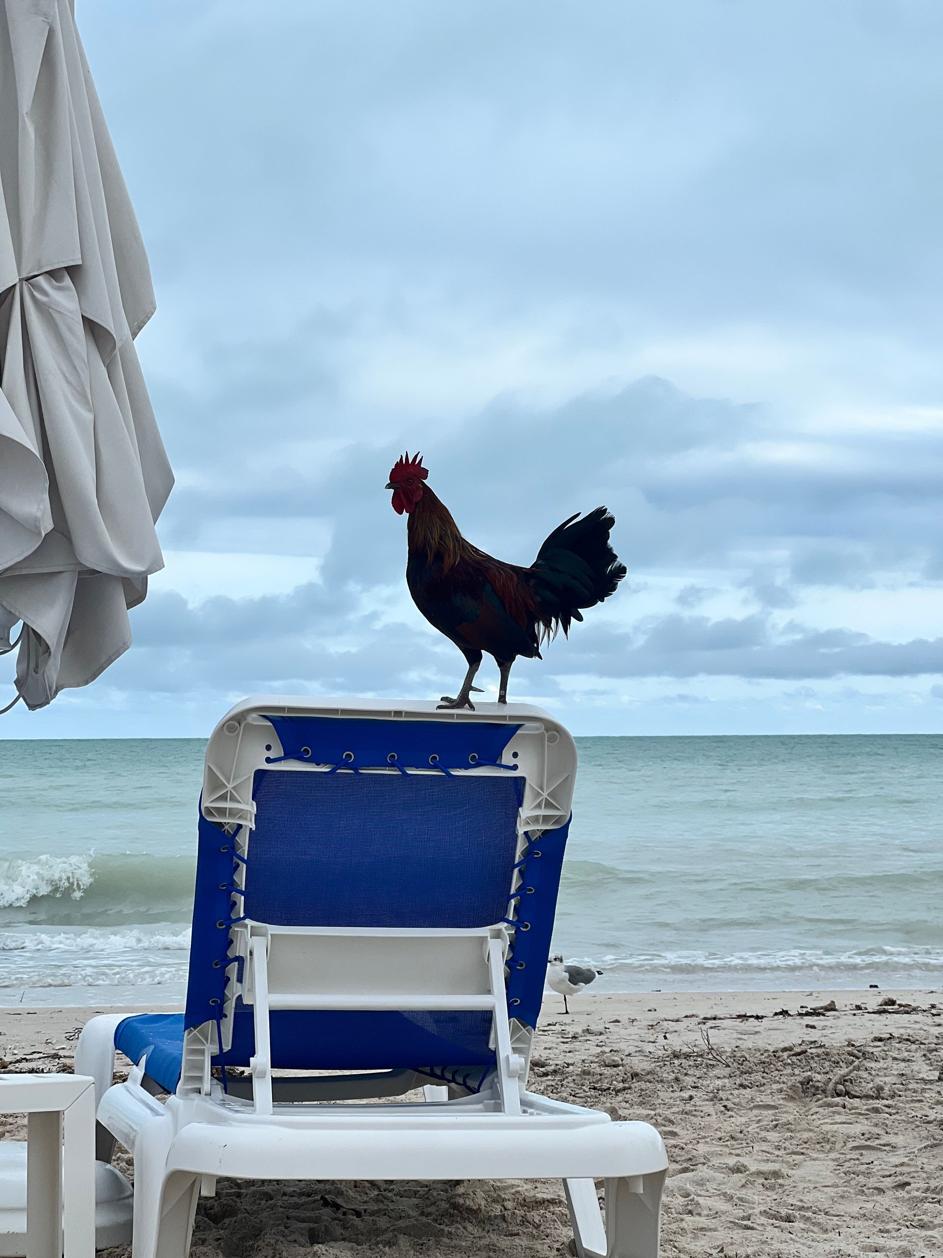 Rooster perched on a beach chair, overlooking the ocean under an overcast sky in Key West.