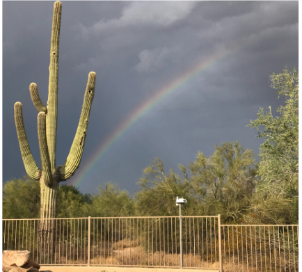 Rainbow over a saguaro cactus and fence, with a dark, cloudy sky.