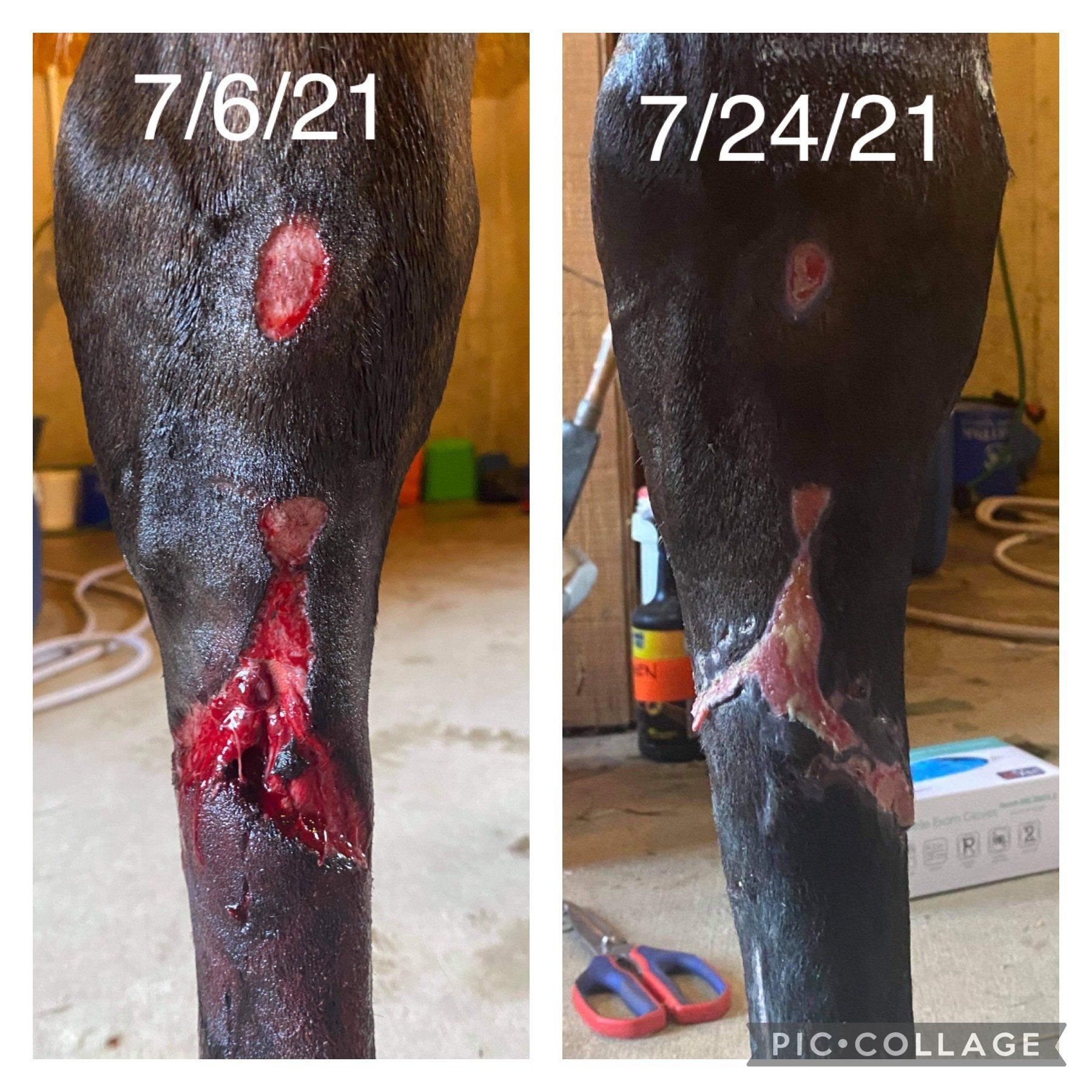 Horse Wound Before and After