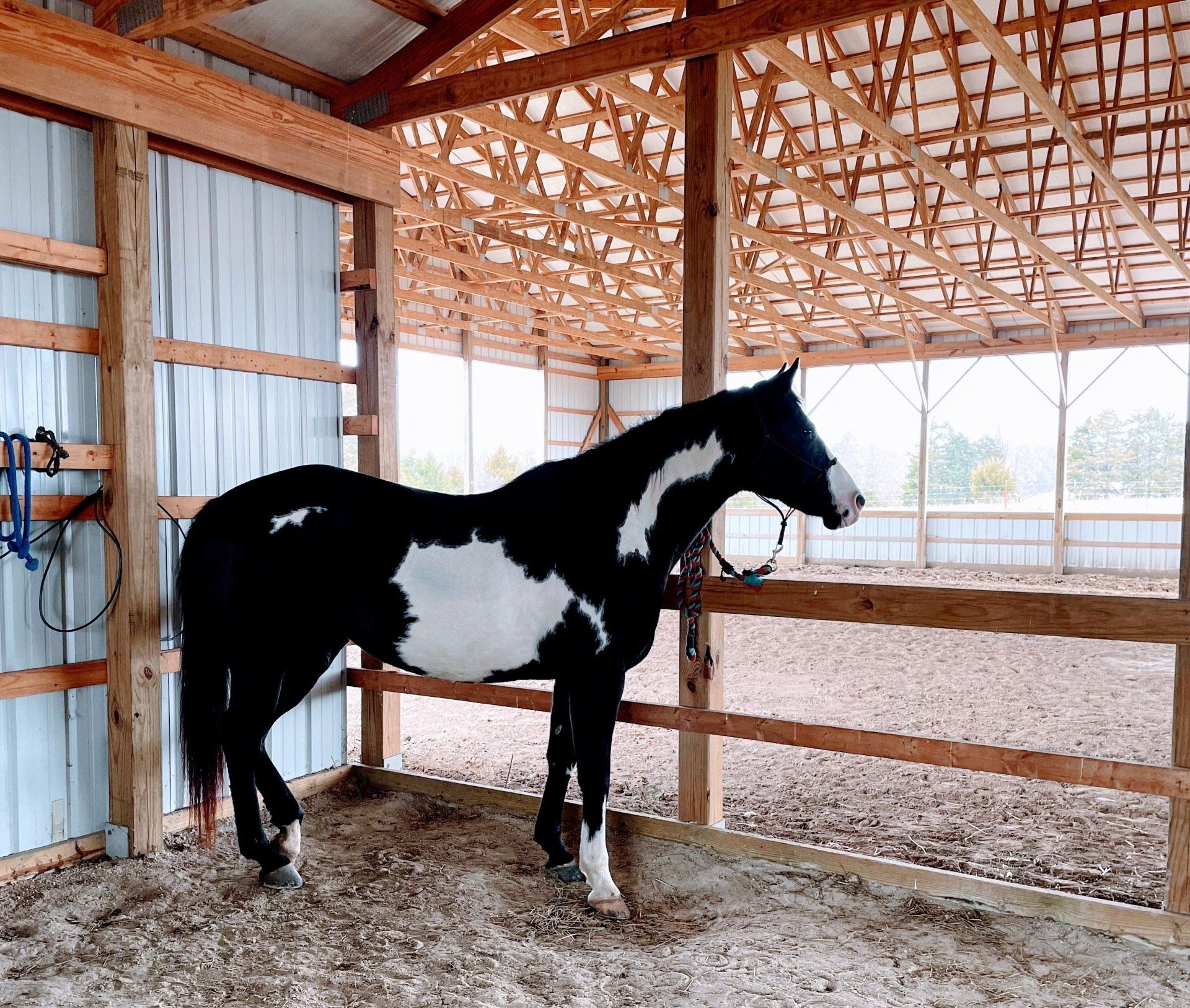 A black and white horse standing in a barn