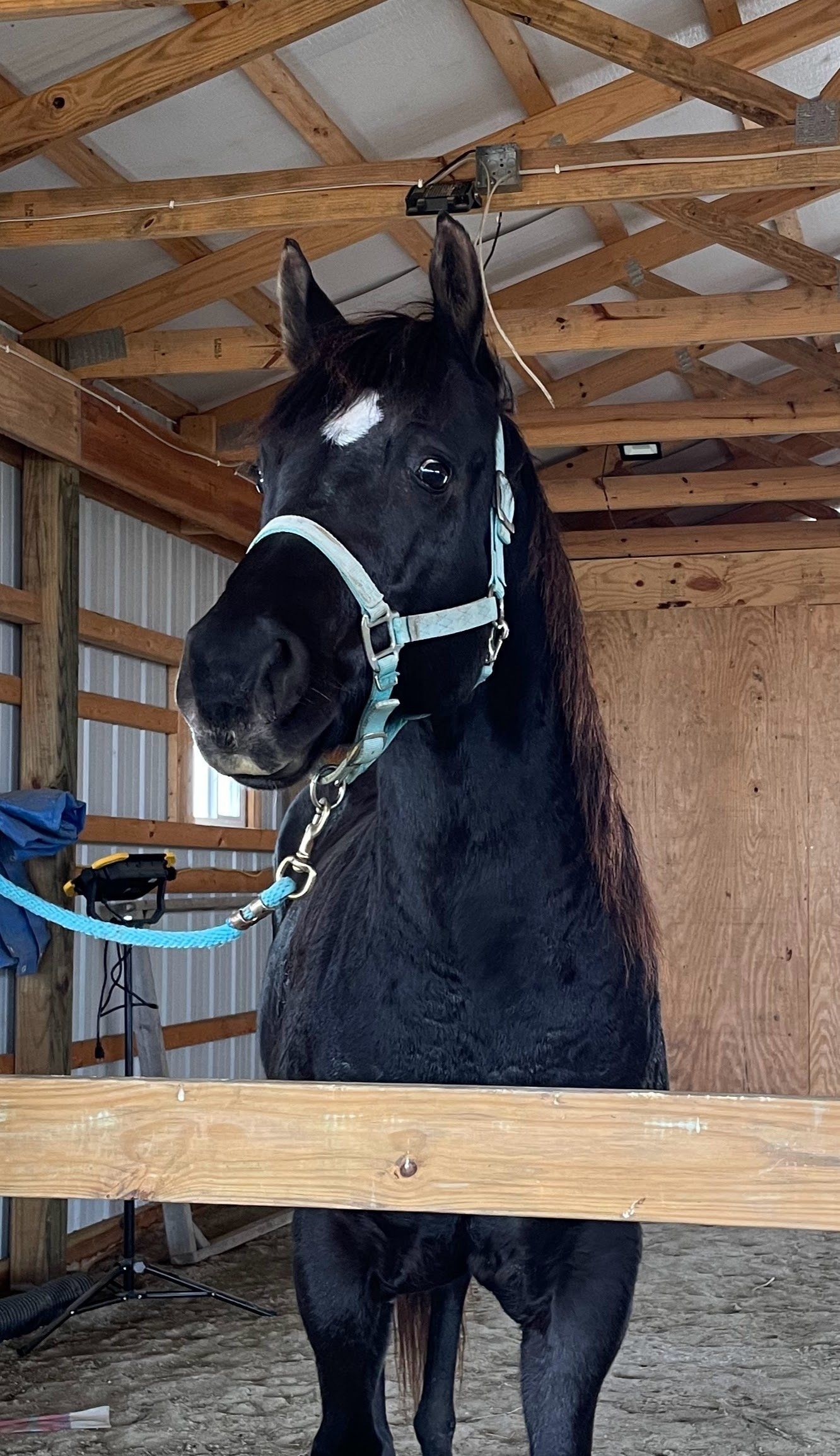A black horse with a blue bridle is standing in a wooden stable.