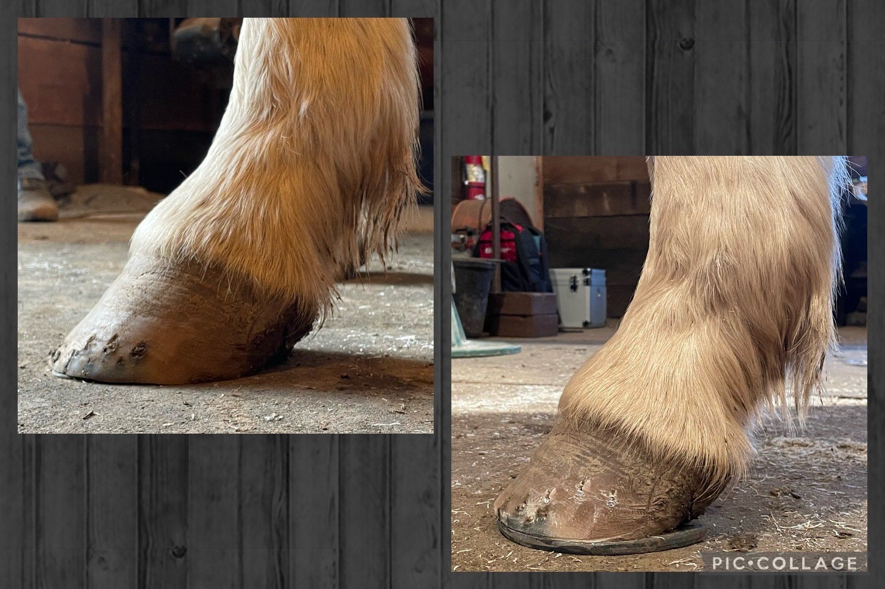 A horse 's foot is shown in a collage of two pictures.
