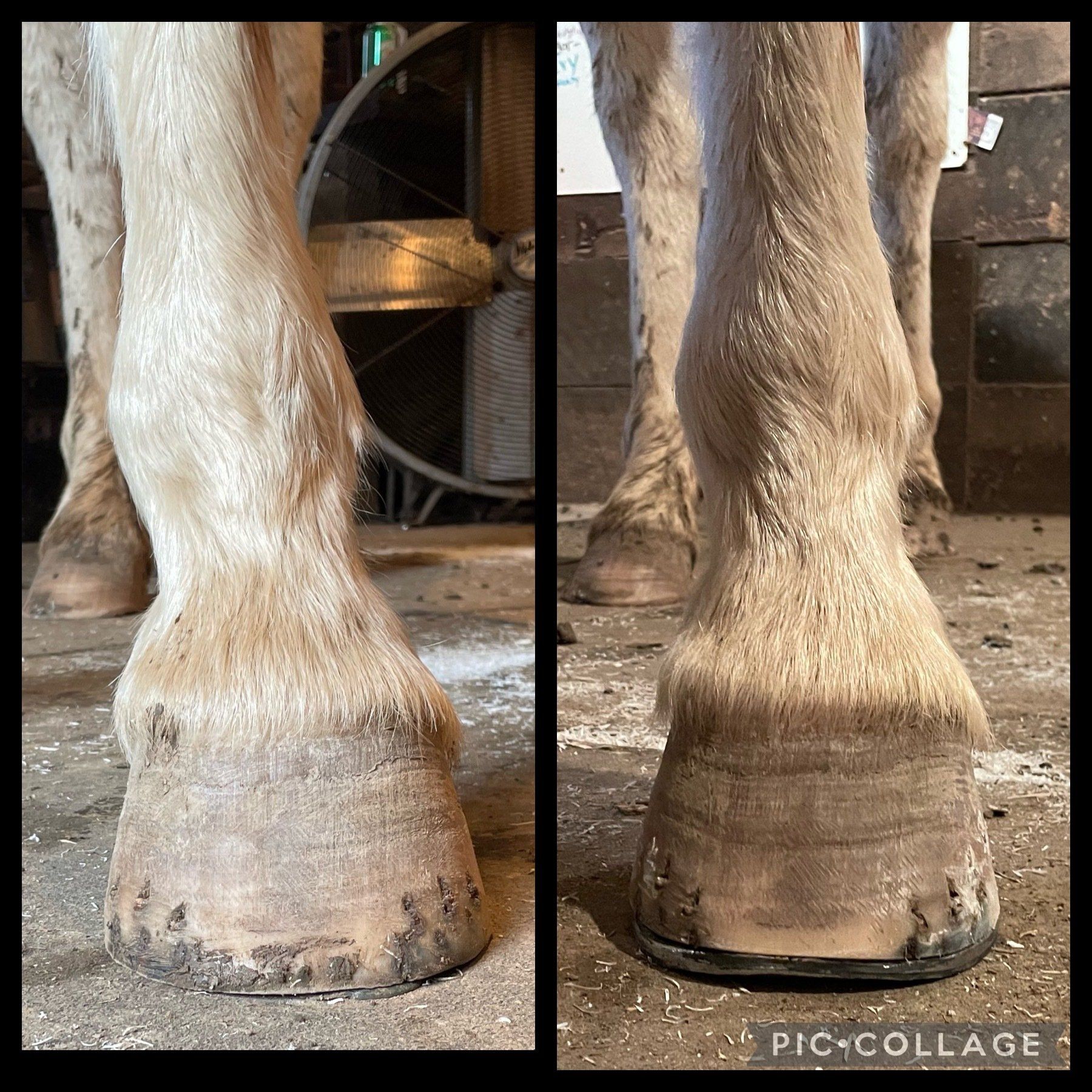 A picture of a horse 's legs before and after being groomed