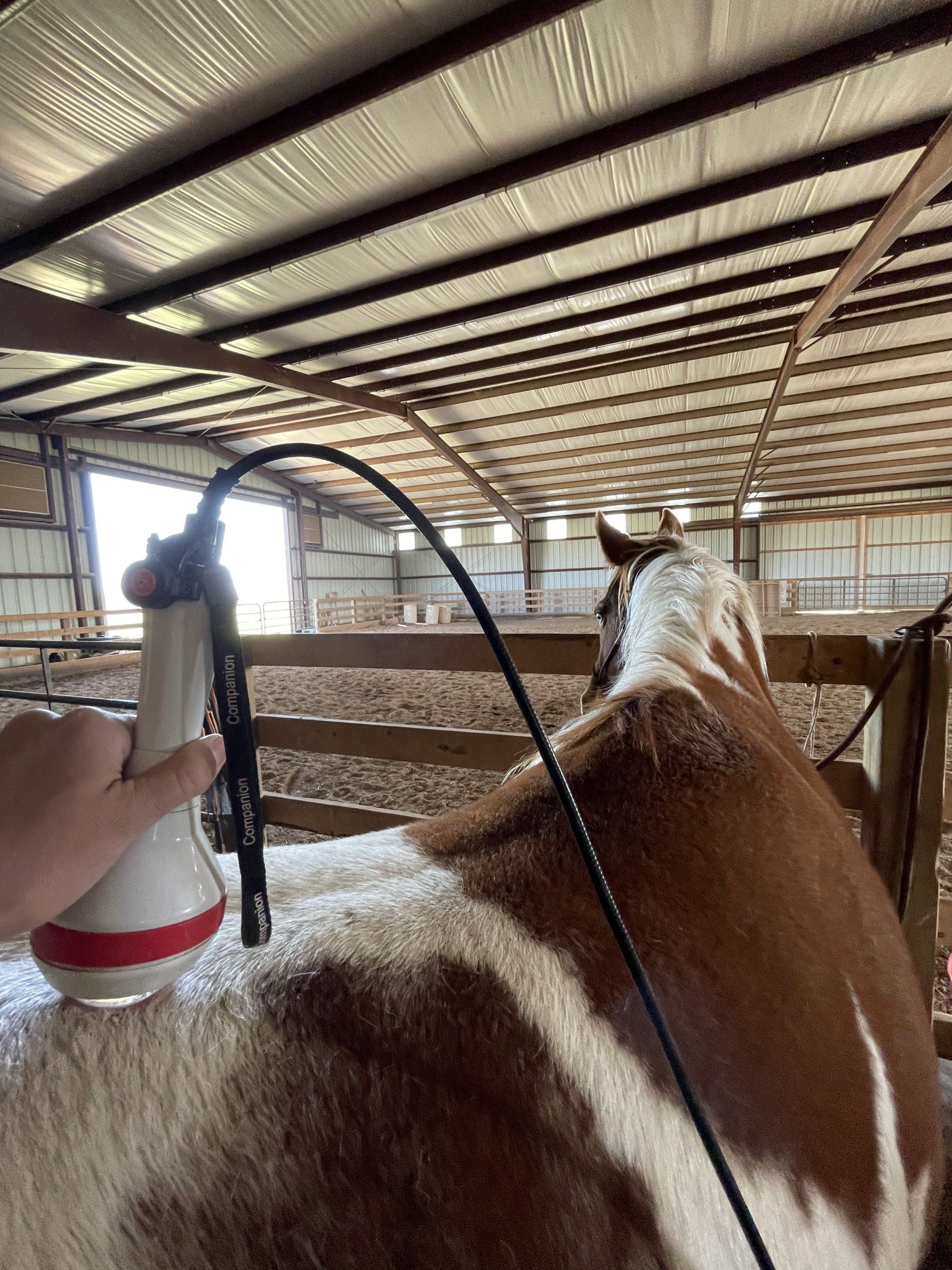 A person is spraying a cow with a sprayer in a barn.