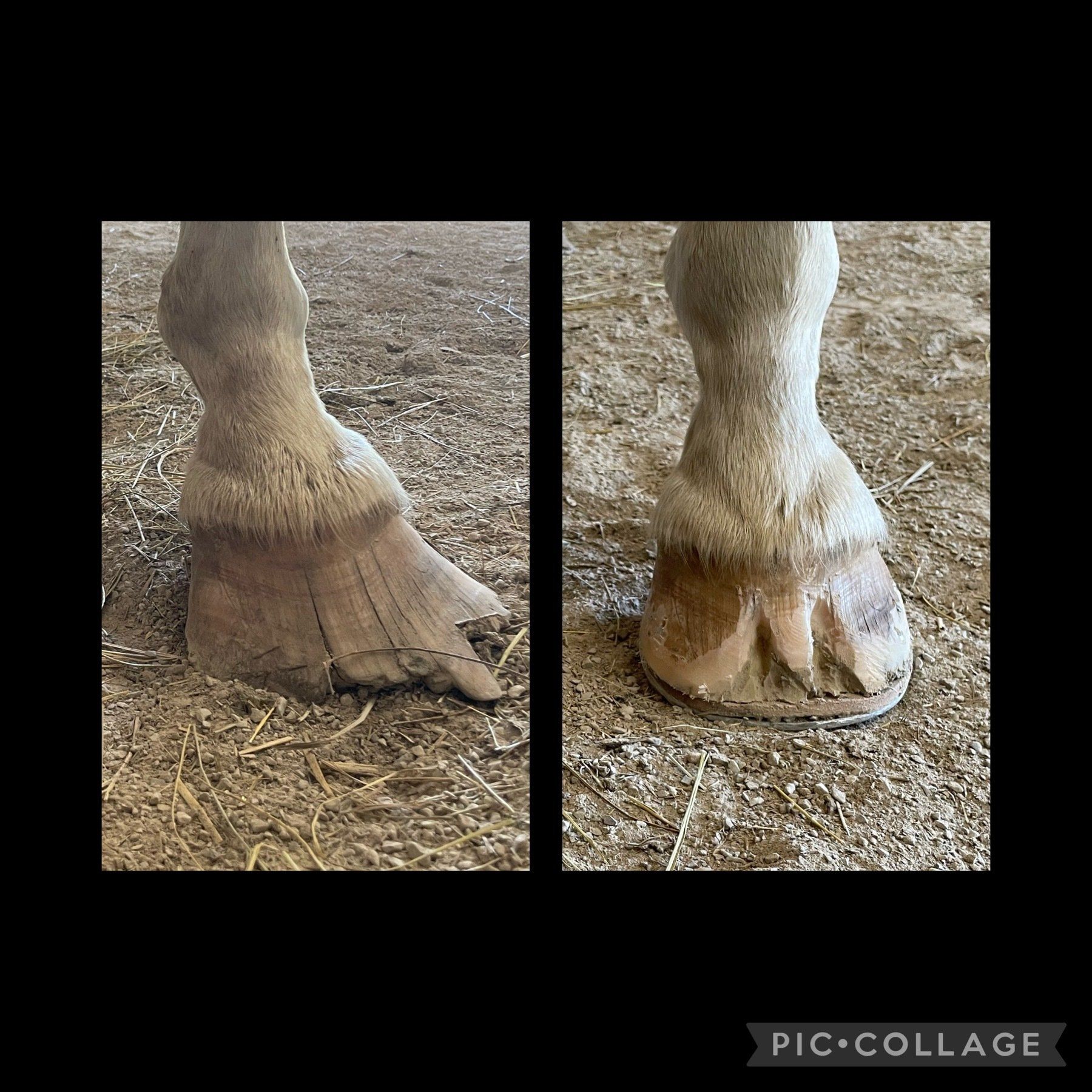 Two pictures of a horse 's hoofs in a stable.