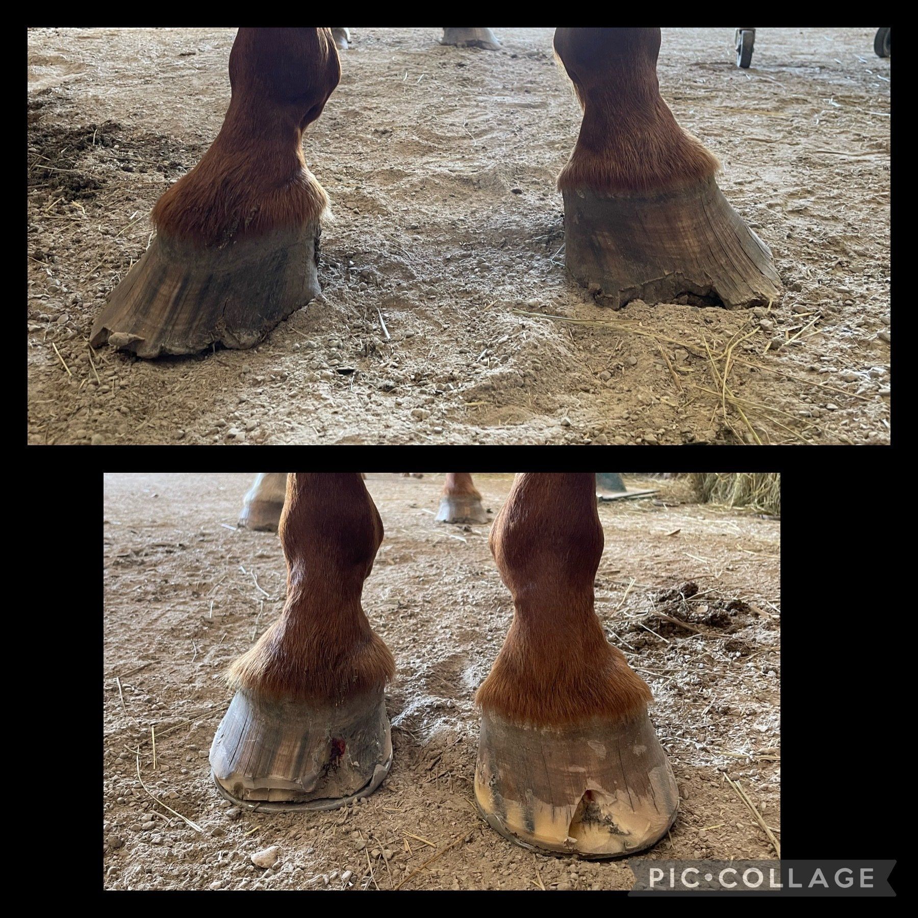 A picture of a horse 's hooves before and after being groomed