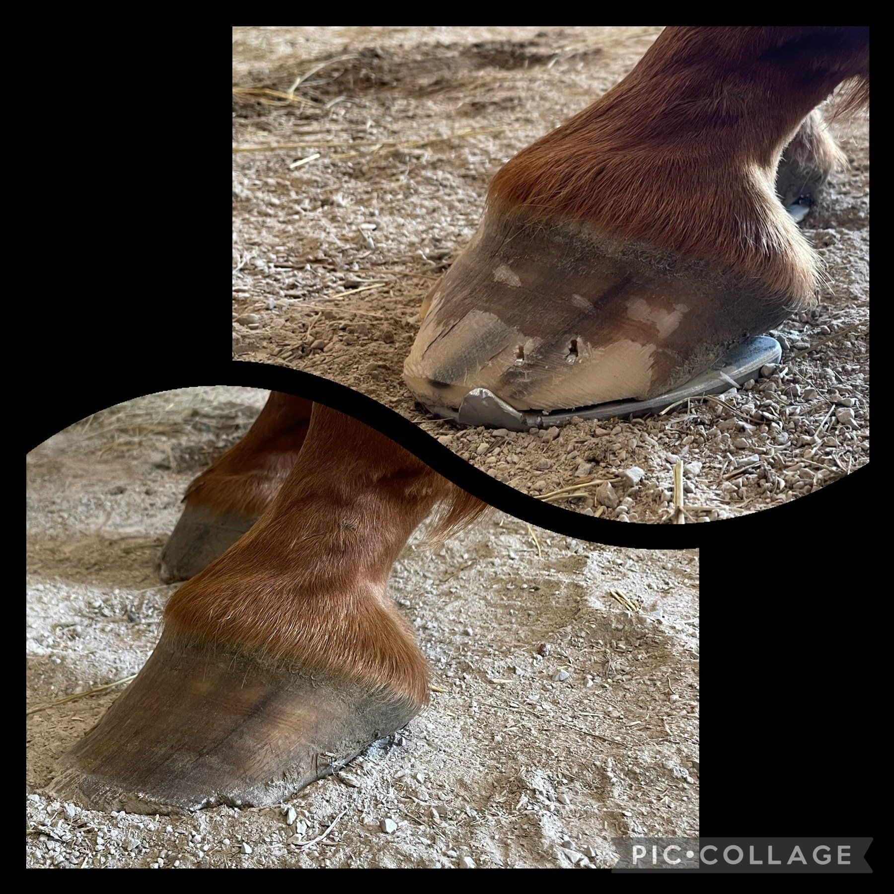 A close up of a horse 's hoof on the ground