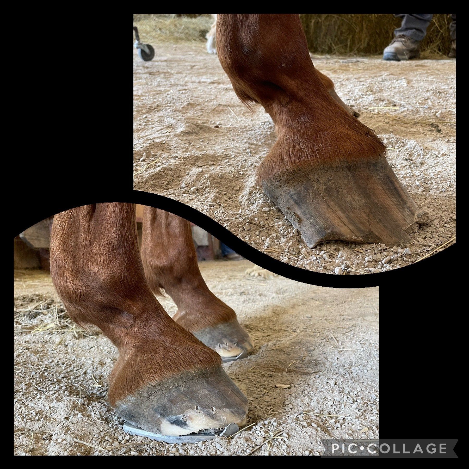 A close up of a horse 's hoof on a dirt ground