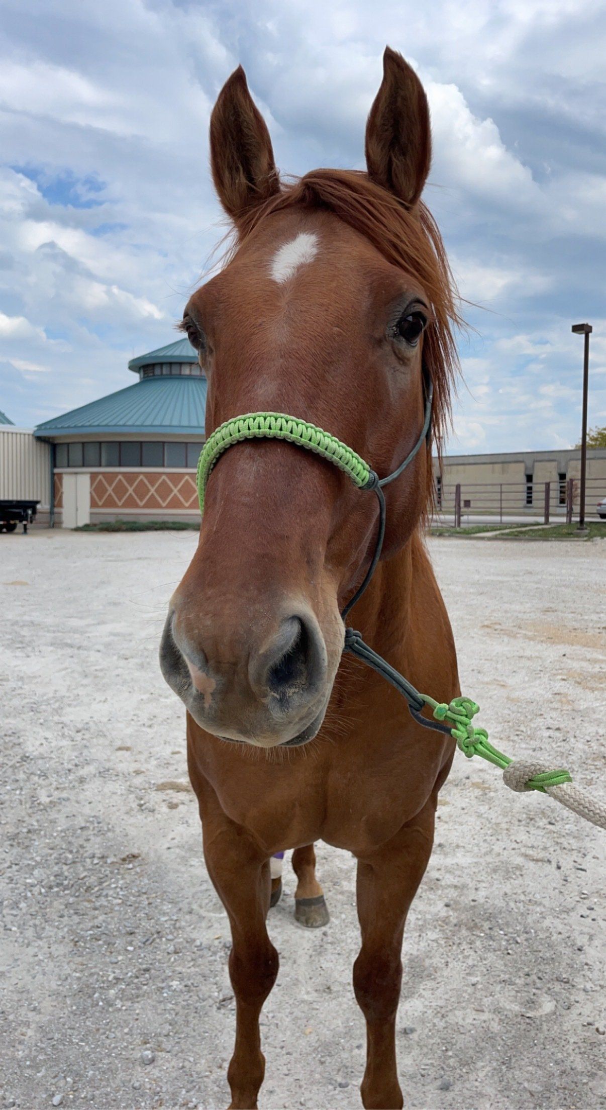 A brown horse wearing a green bridle is standing in a dirt field.