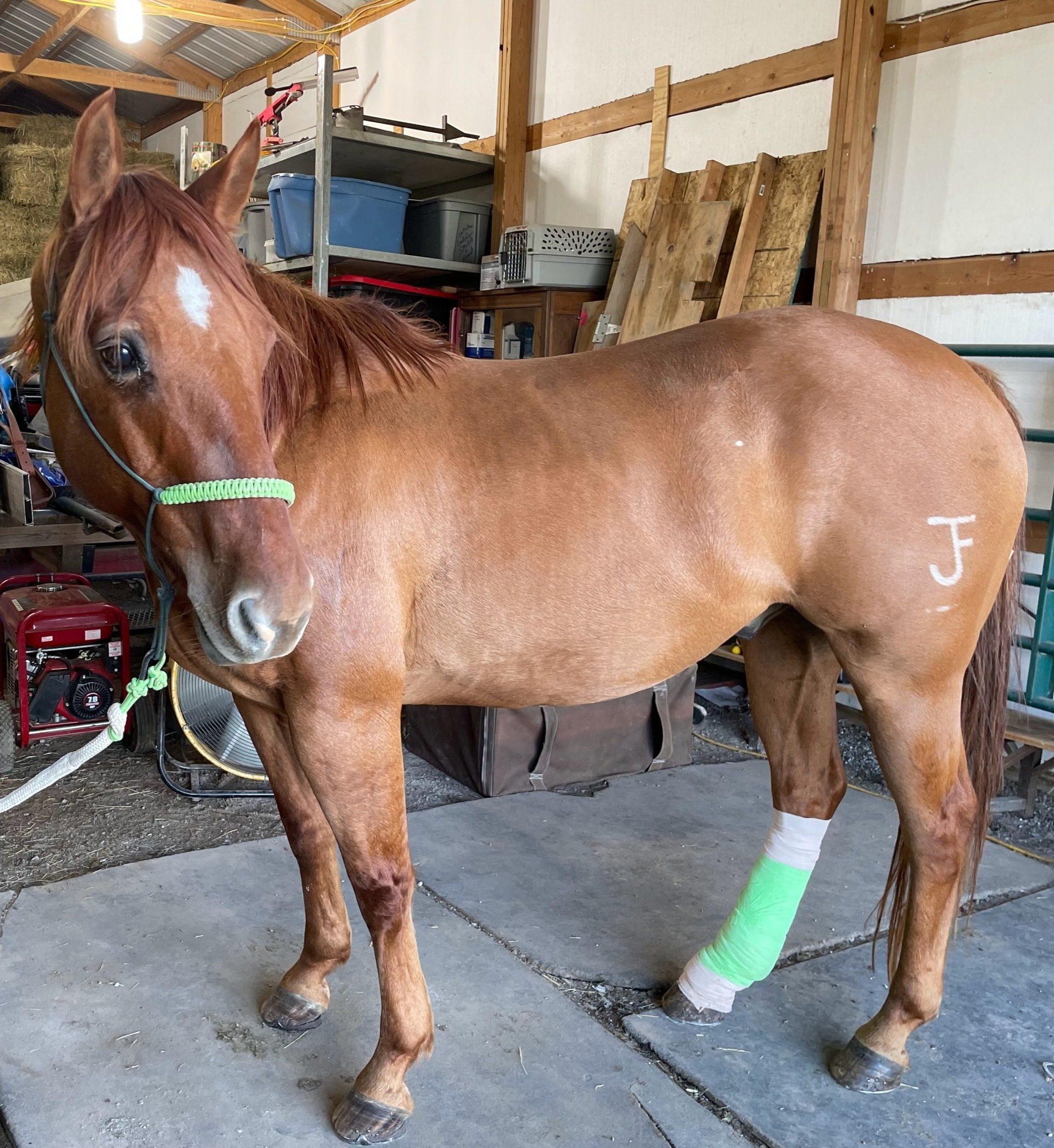 A brown horse with a green bandage on its leg is standing in a barn.