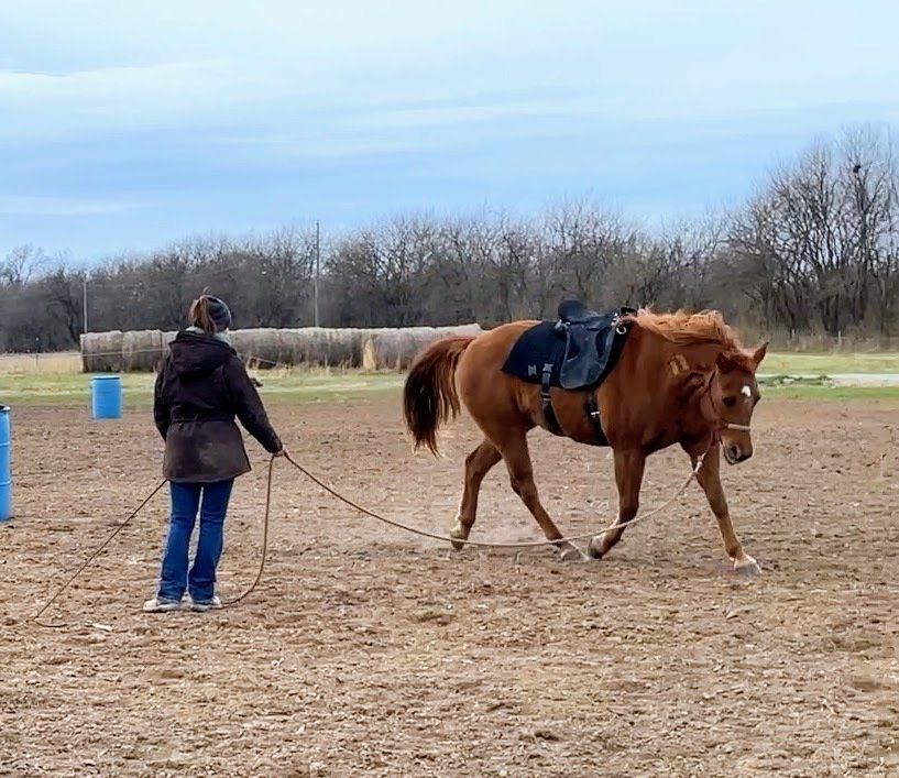 A woman is leading a brown horse in a field