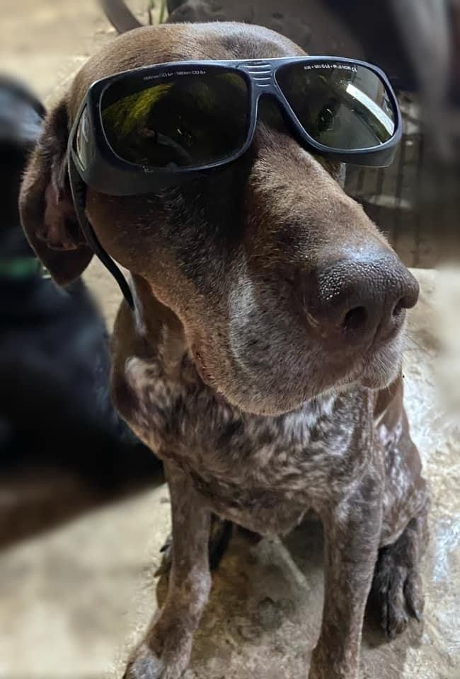 A close up of a dog wearing sunglasses.