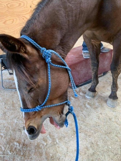A brown horse with a blue rope around its neck
