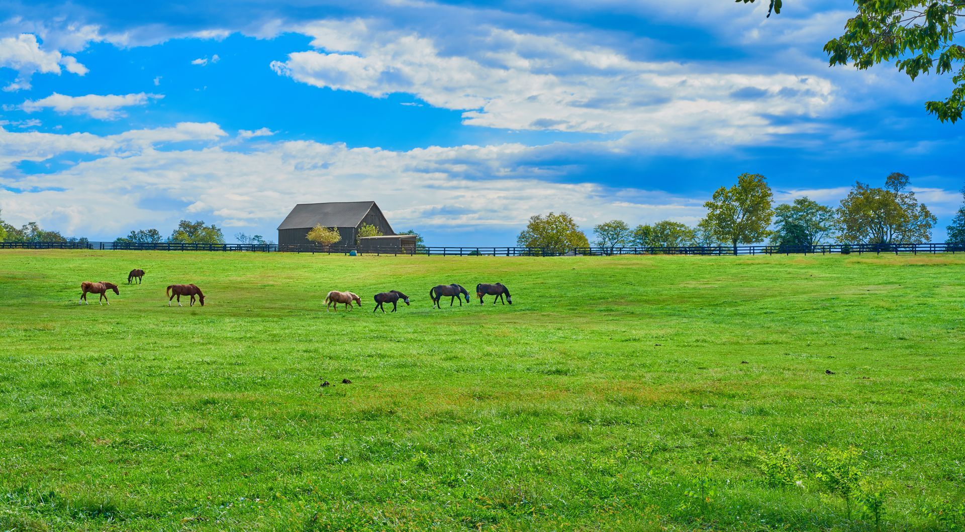 Horse farm with a group of horses in a field in Georgetown, KY