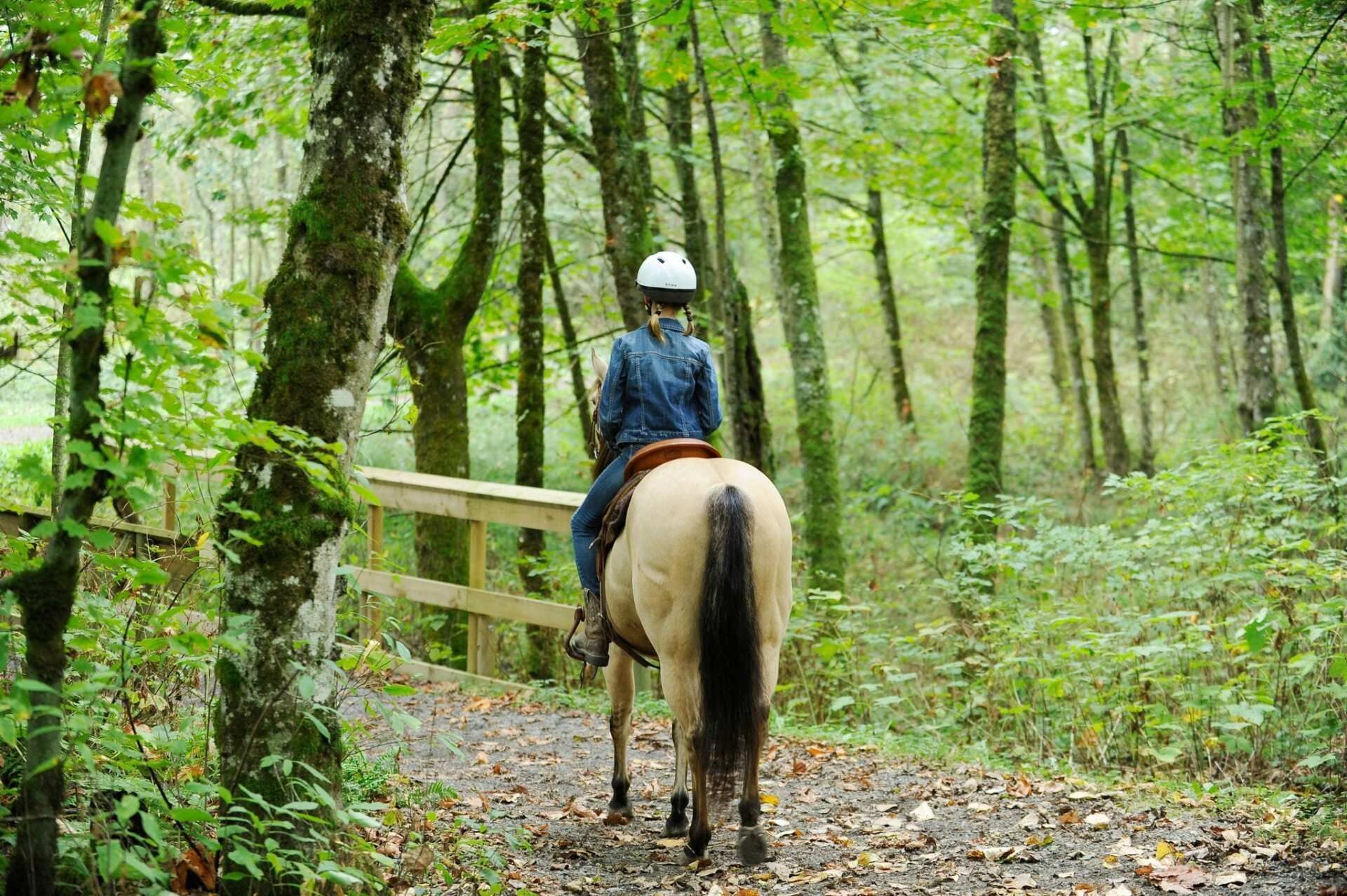 Rider on a horse in a green forest trail, seen from behind