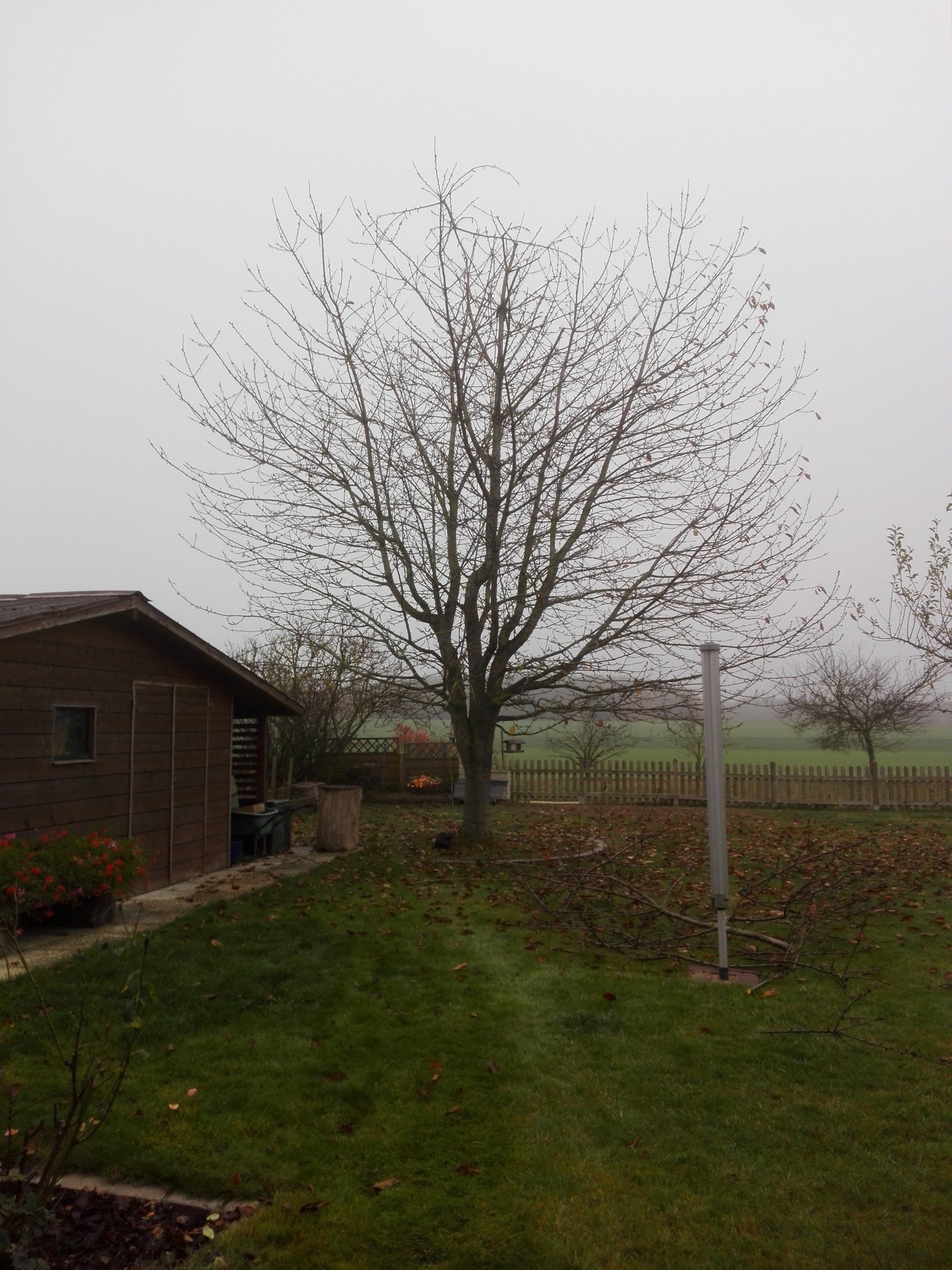 Ein Baum in einem Hof mit einem Schuppen im Hintergrund an einem nebligen Tag.
