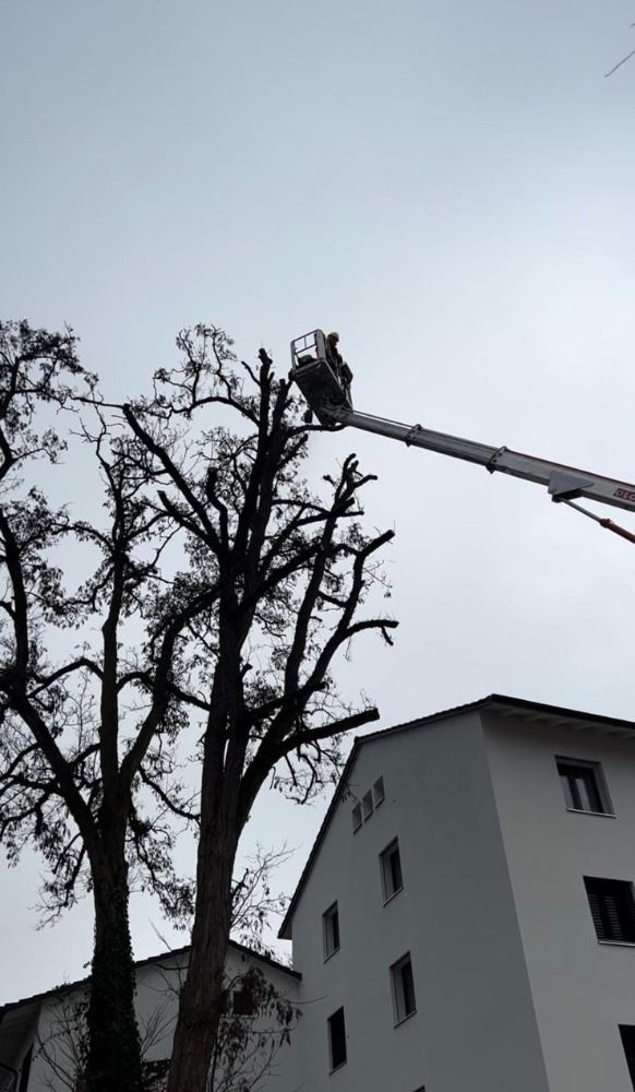 Ein Mann fällt mit einem Kran vor einem Gebäude einen Baum