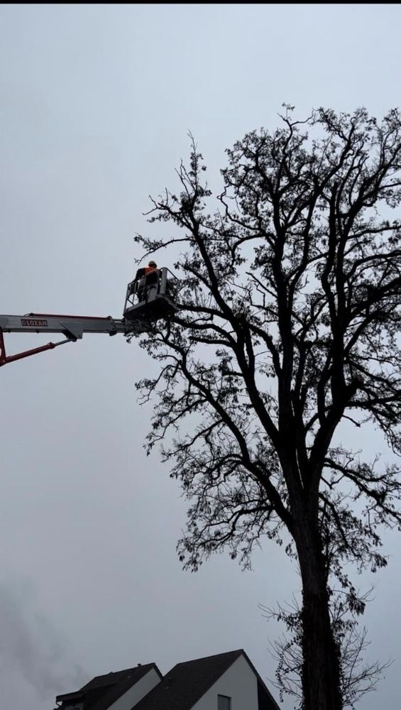 Ein Mann fällt mit einem Kran vor einem Haus einen Baum