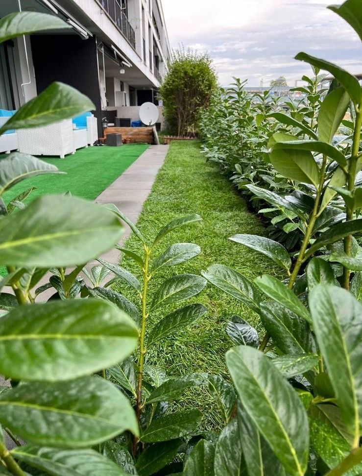 Ein üppiger grüner Garten mit vielen Pflanzen und einem Gehweg.