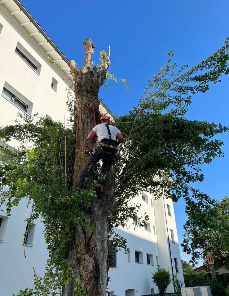 Ein Mann klettert auf einen Baum vor einem Gebäude