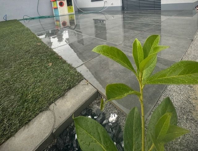 Neben einer Betonterrasse wächst eine Pflanze.