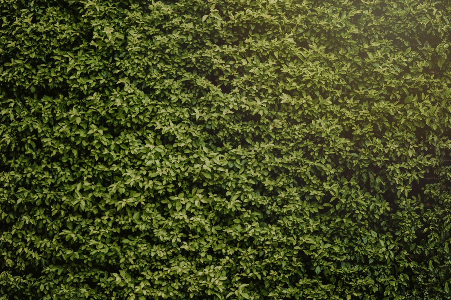 Eine Nahaufnahme einer grünen Hecke mit vielen Blättern