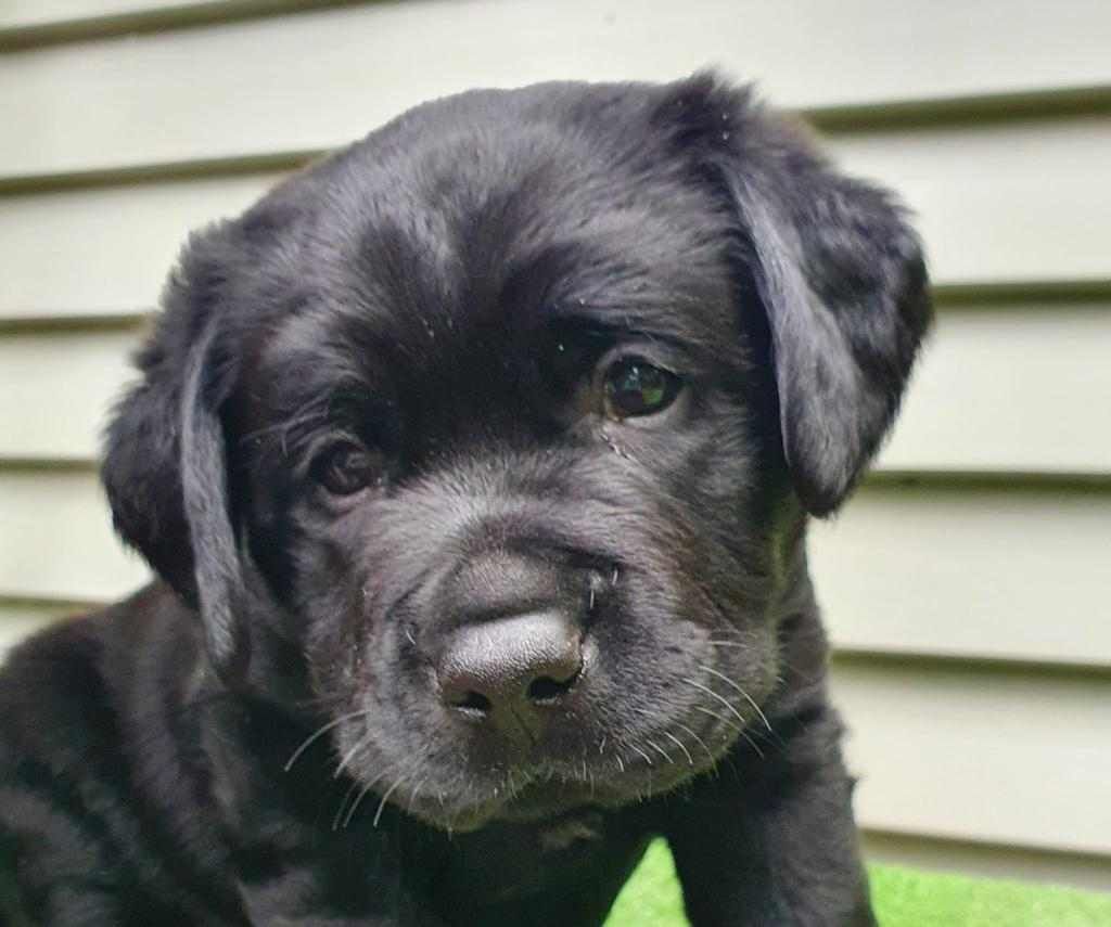 A black puppy sitting.