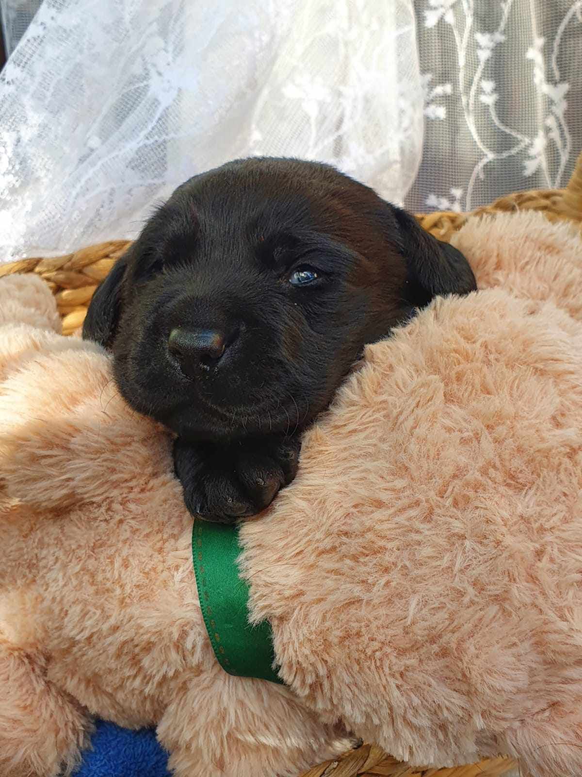 A black puppy is sleeping on a stuffed animal in a basket.
