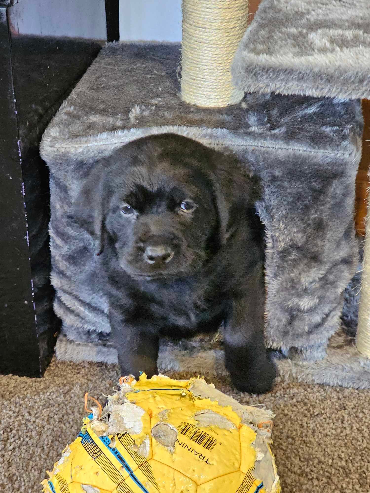 A black puppy is sitting on the floor next to a cat tree.