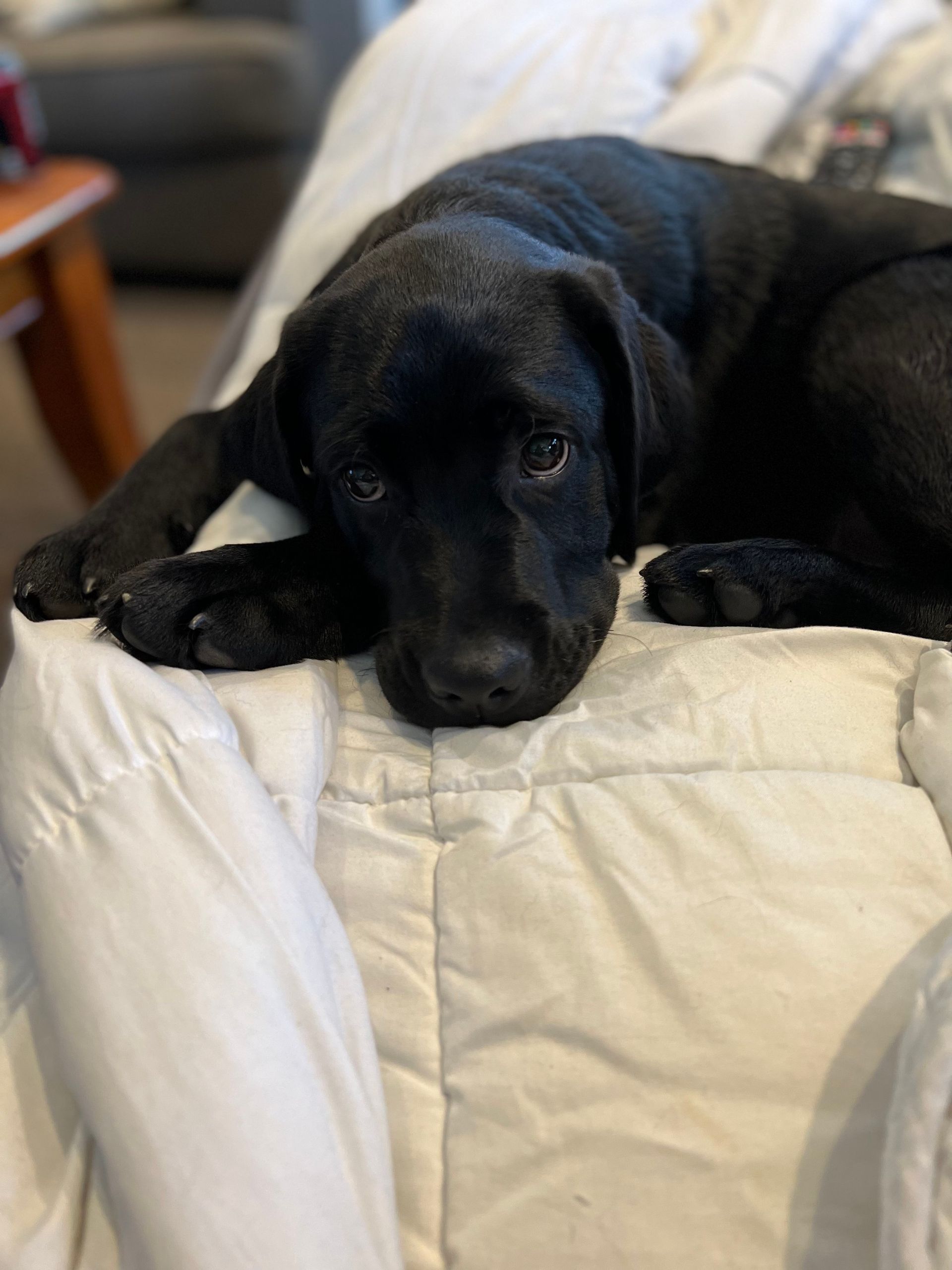 A black puppy with big eyes is lying on a white blanket.