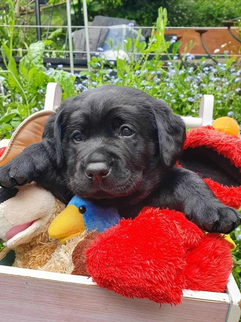 A black puppy is laying in a box with stuffed animals.