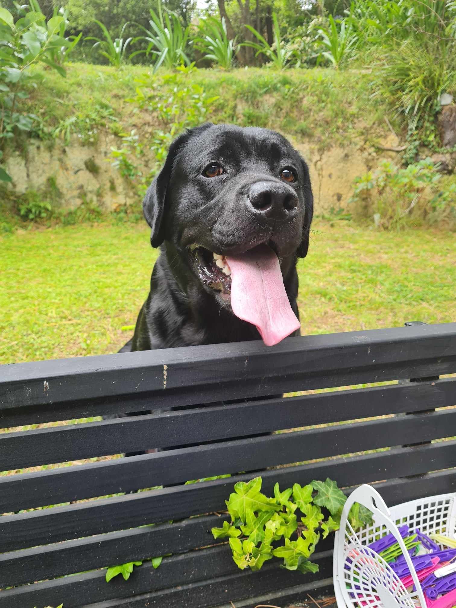A black dog (Dazzle) is sticking its tongue out over a wooden fence.
