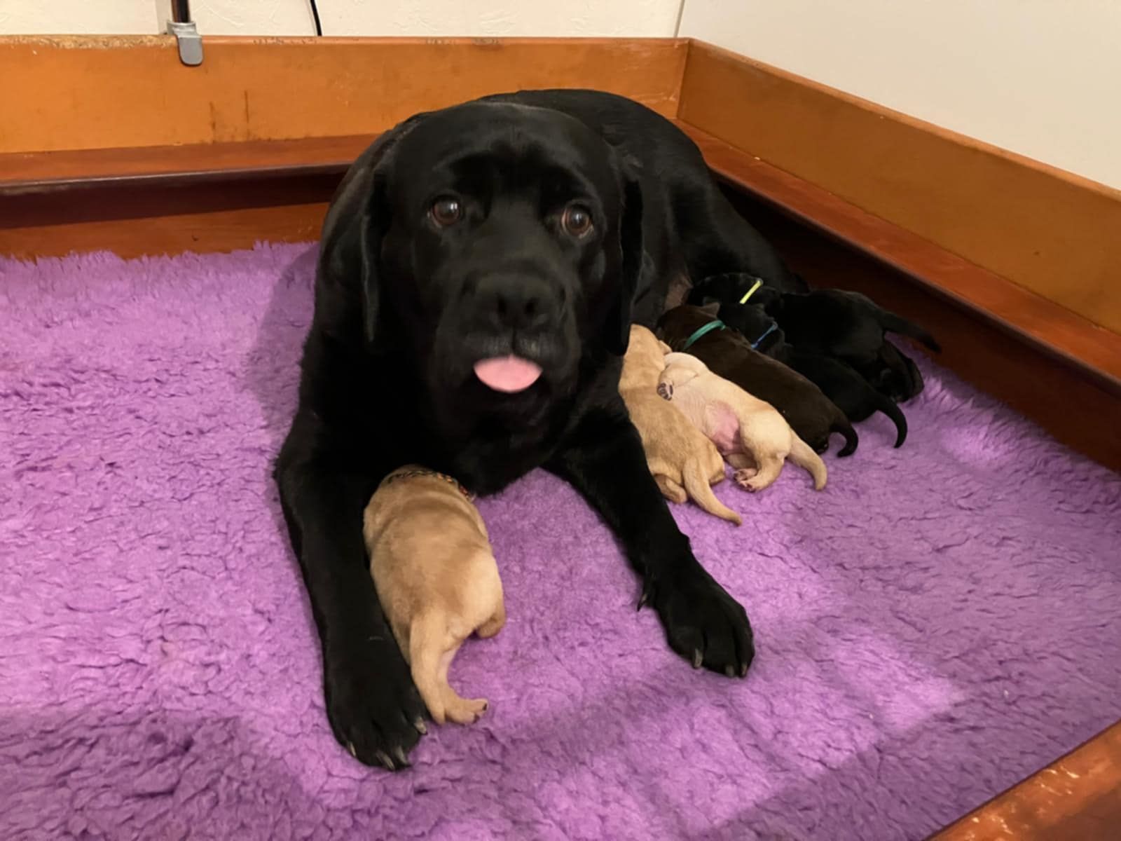 Mother Labrador with babies