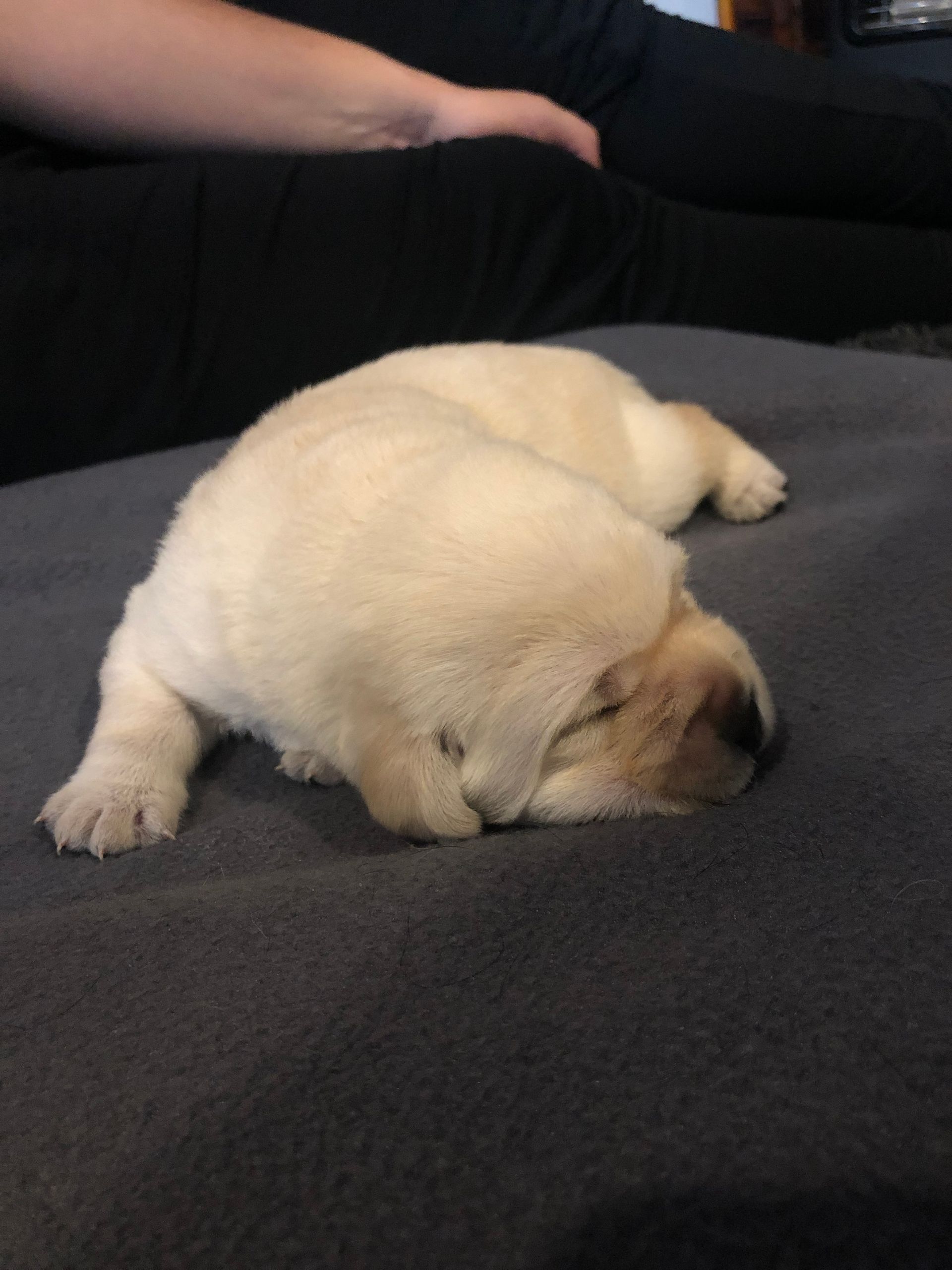A small white puppy is sleeping on a grey blanket.
