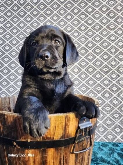 A black puppy is sitting in a wooden bucket.