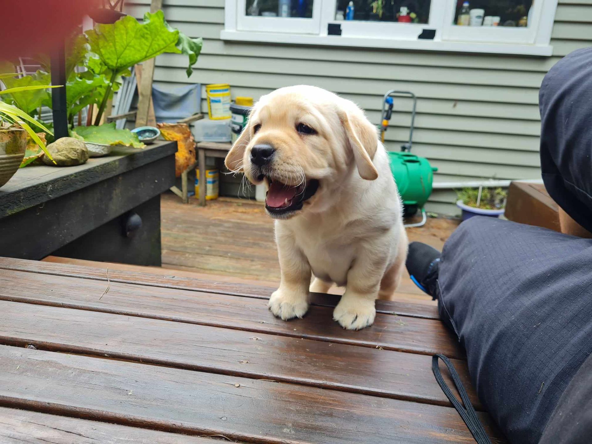 A puppy is climbing on wooden stairs with its mouth open.