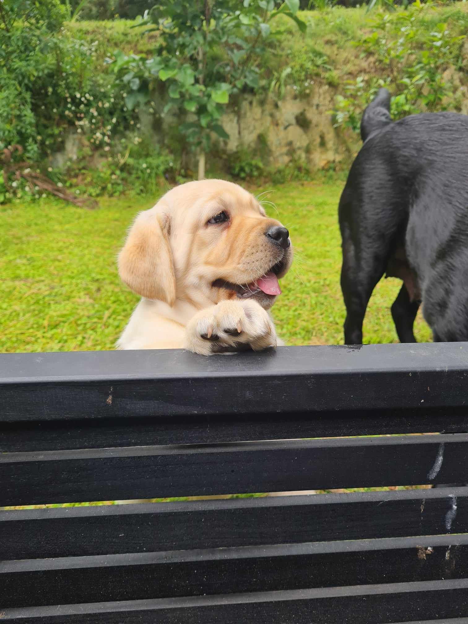 A blonde puppy is looking over a fence at a black dog.