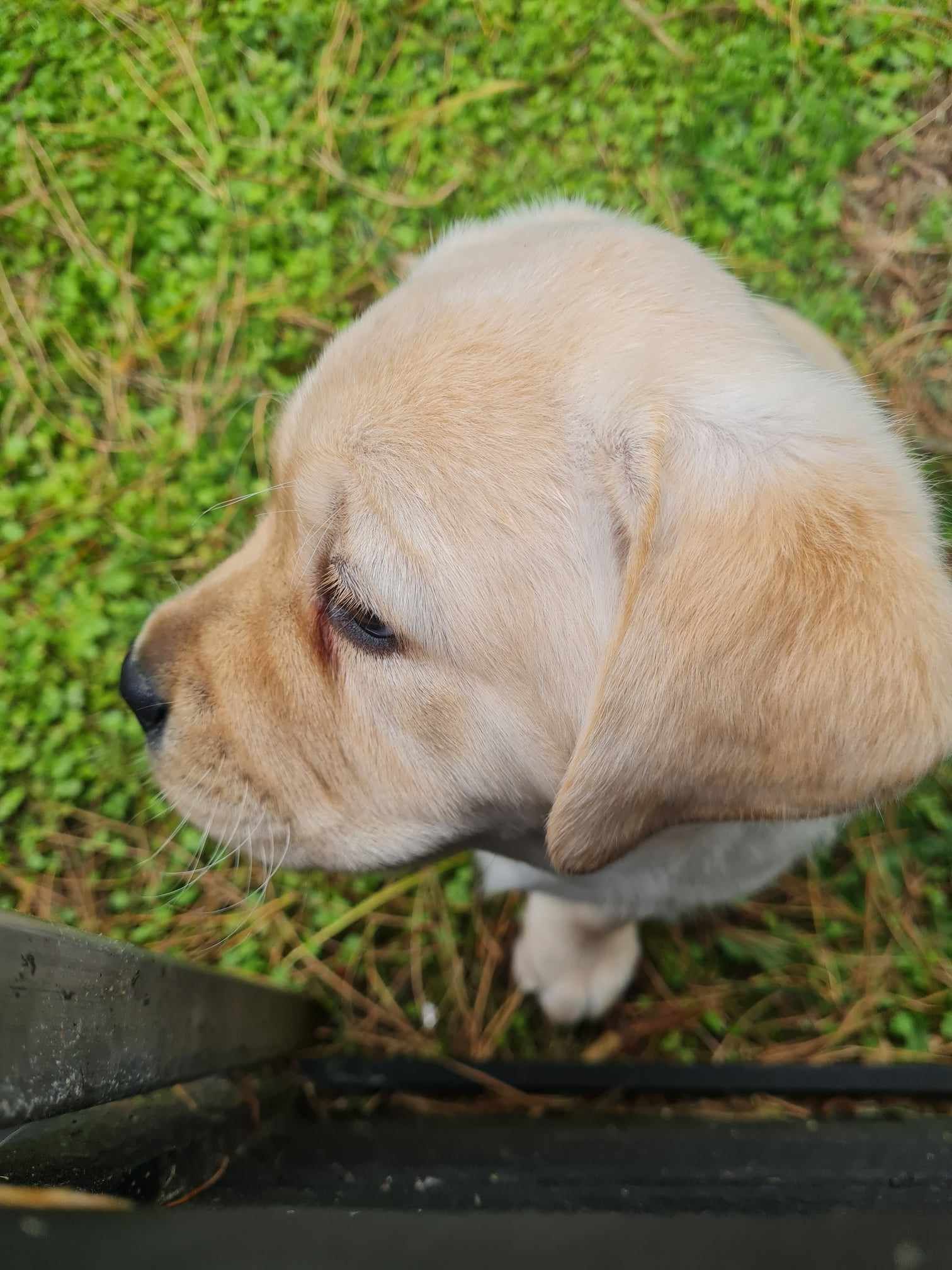 A small puppy is sitting in the grass, looking away from the camera.