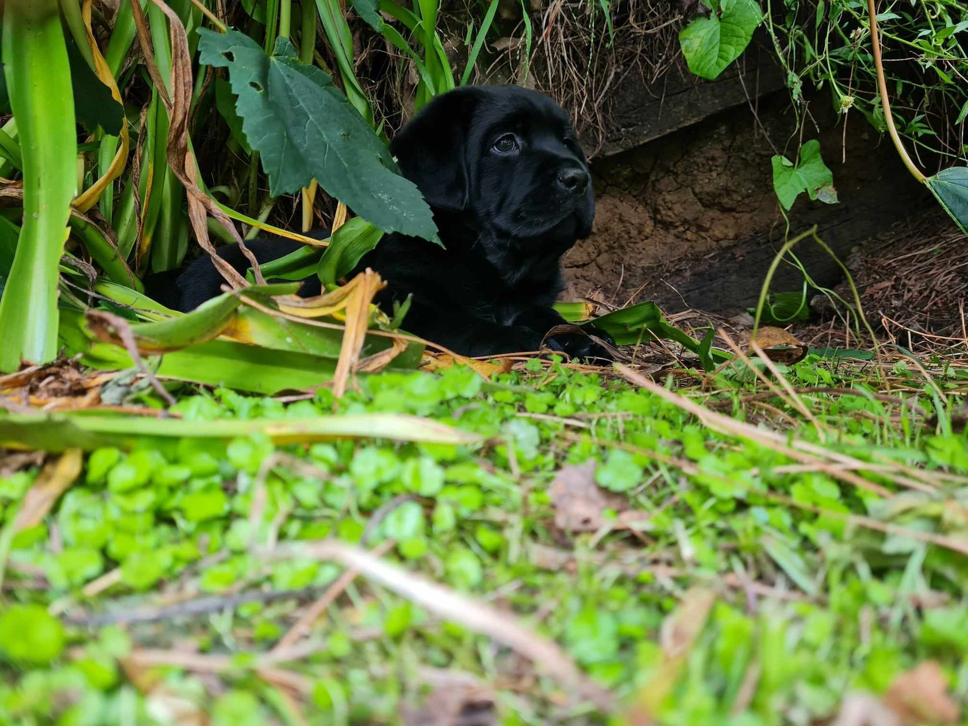 A black puppy is laying in the grass looking at the camera.