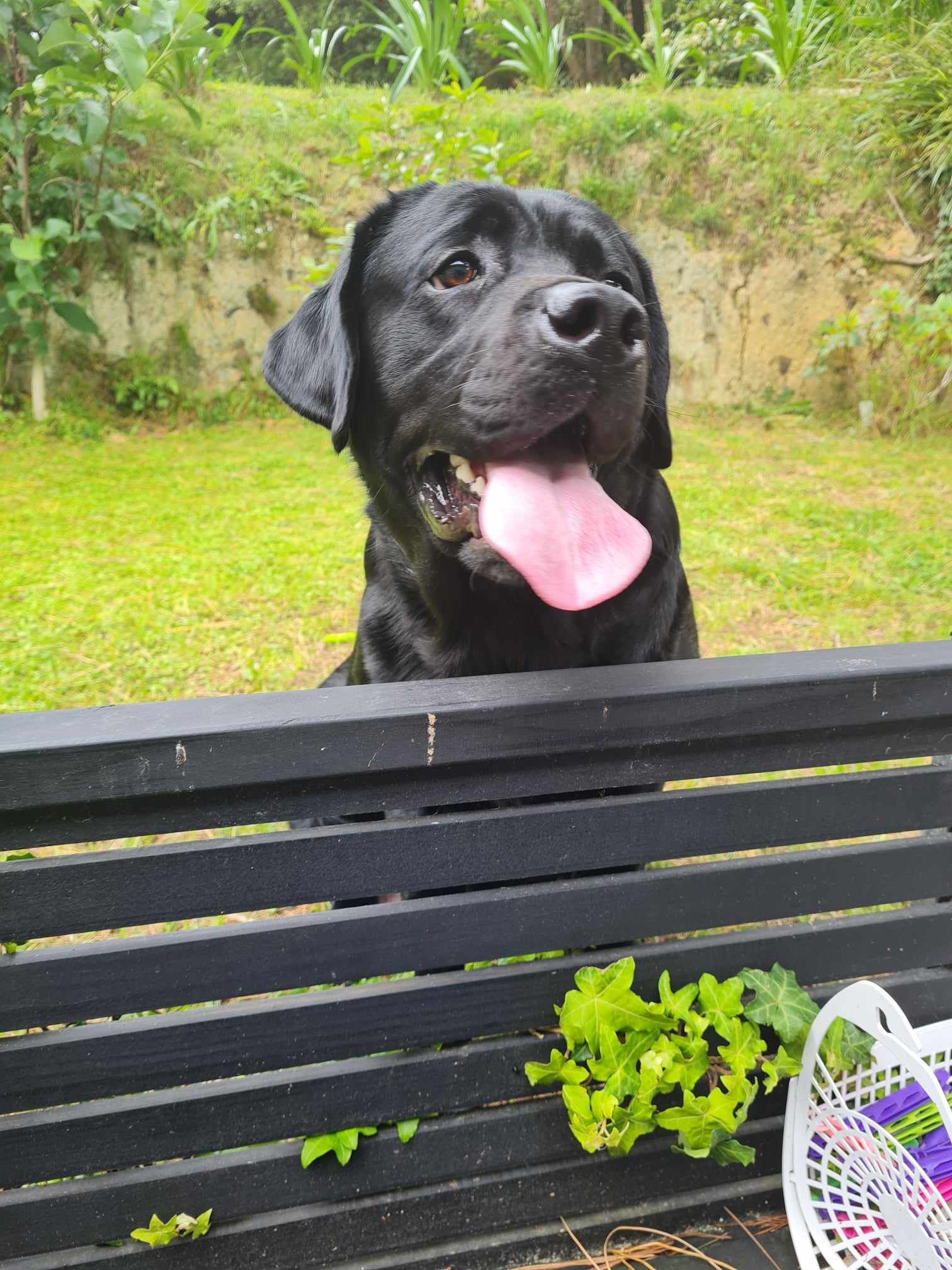 A black dog is sticking its tongue out over a wooden fence.
