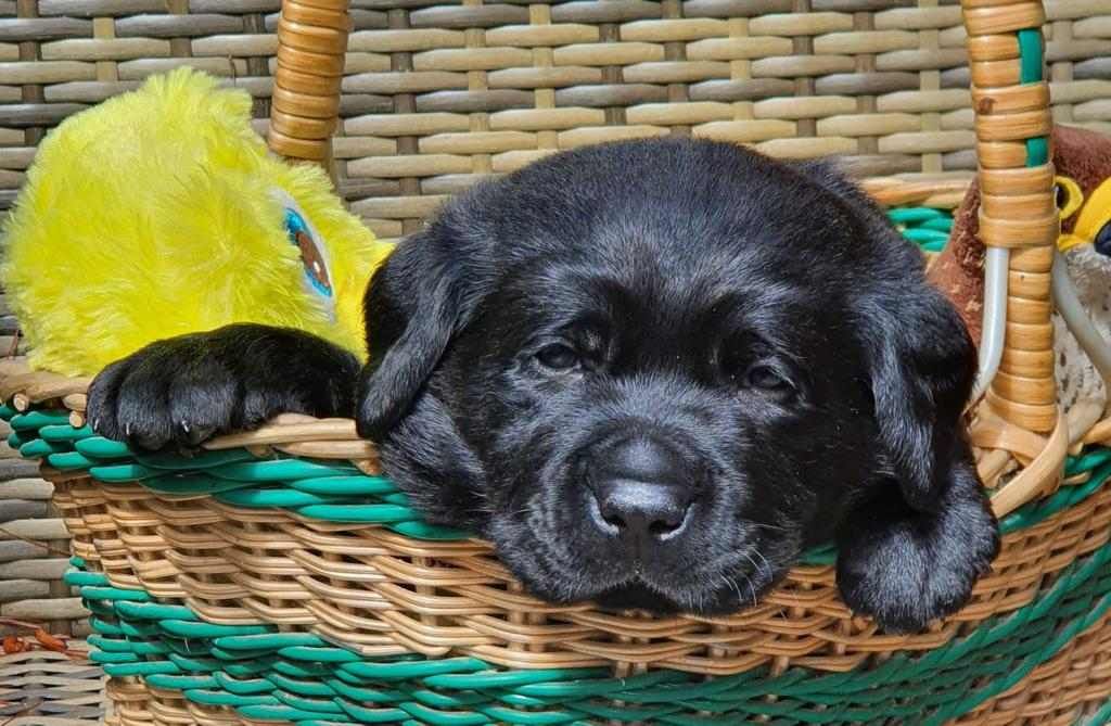 A black puppy is laying in a wicker basket.