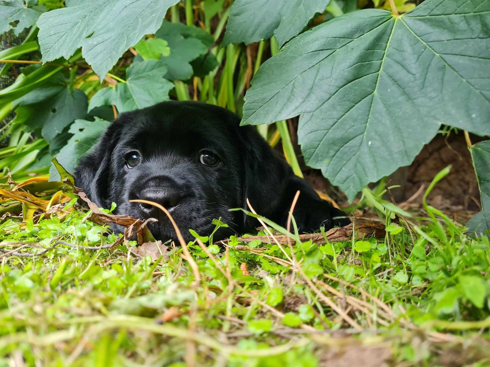 A black puppy is laying in the grass under a bush.