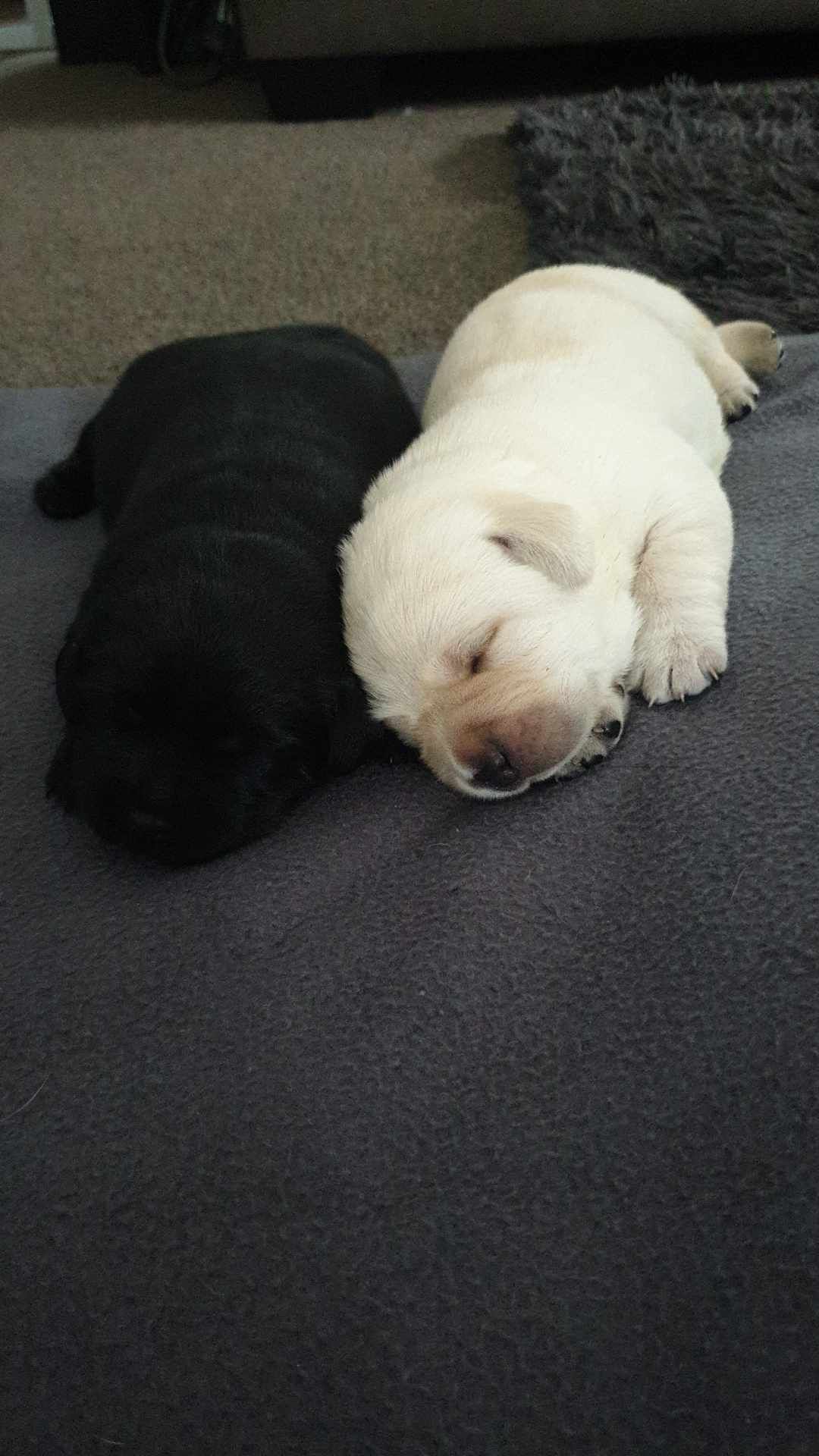 Two puppies are sleeping next to each other on a blanket.