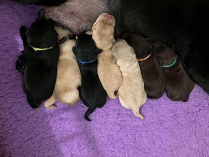 Baby Labradors