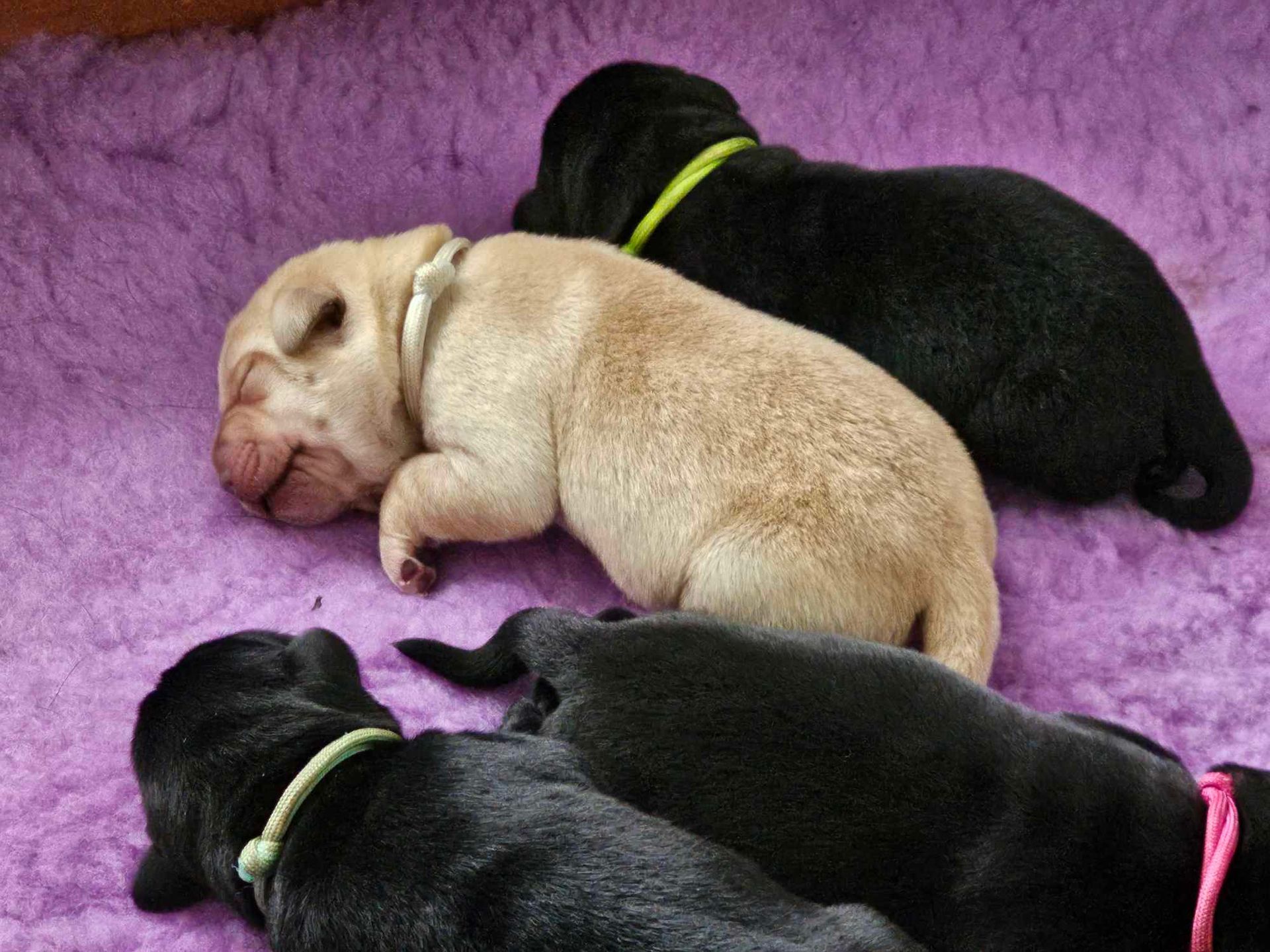 Puppies are laying on a purple blanket.
