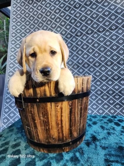 A puppy is sitting in a wooden bucket.