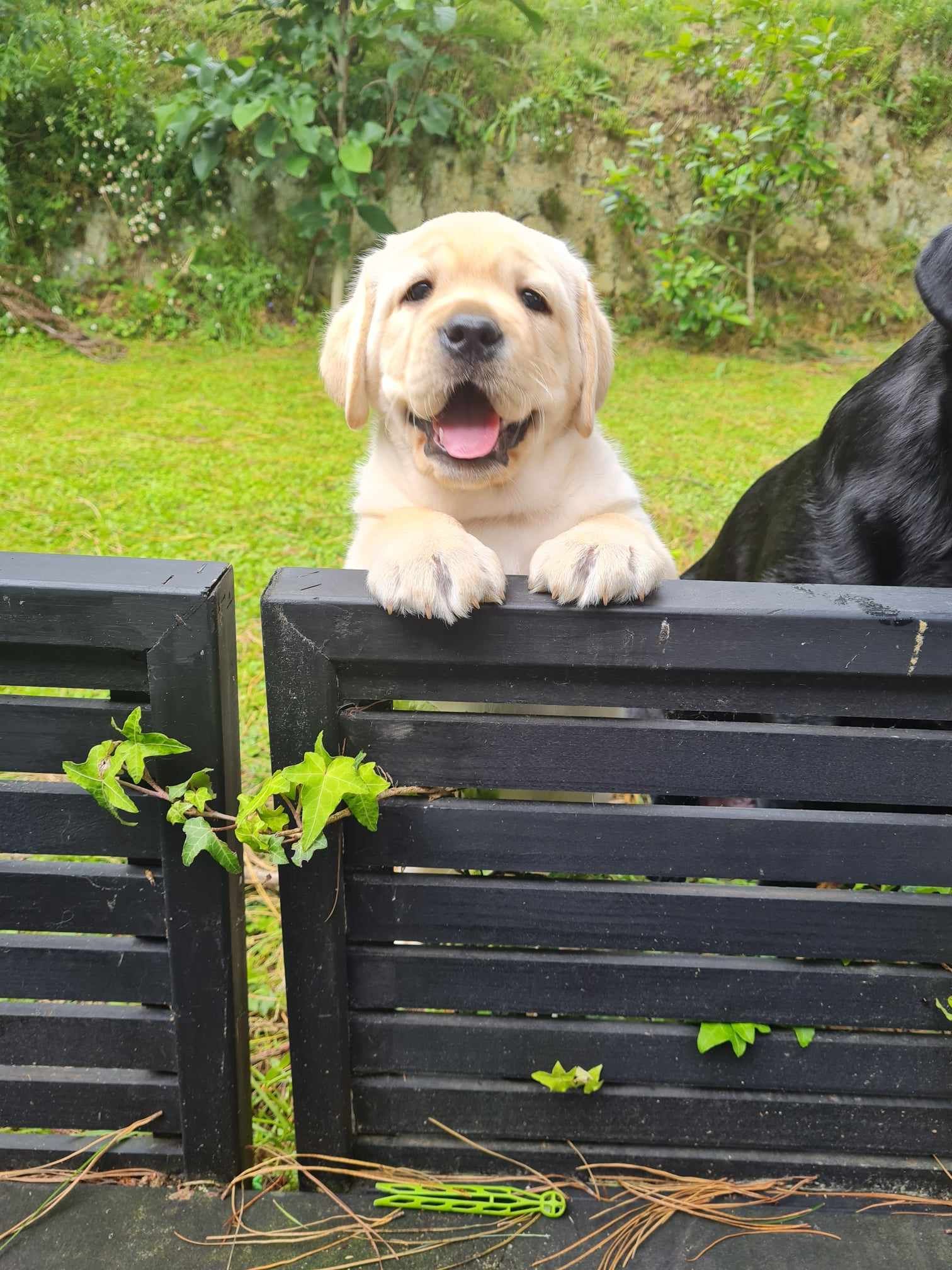 A puppy is looking over a wooden fence next to a black dog.