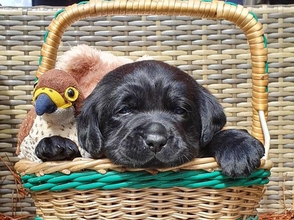 A black puppy is laying in a wicker basket next to a stuffed bird.